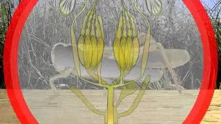 8. Insect reproductive systems