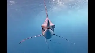Galapagos Fishing Part 1