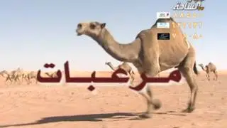 منقية الشيخ / حنس أباالخيل العتيبي ..