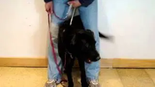 Max-Available at the Humane Society of Missouri