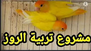 مشروع تربية عصافير الروز مربح جدا جدا