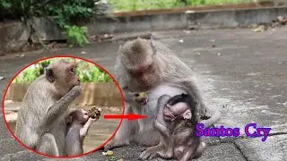 Little Baby Monkey Santos Angry And Cry Because Her Mommy Sarah Do Not Give Fruit.