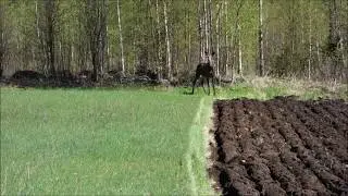 Strangely behaved moose - hirvi rynt&auml;ilee pellolla