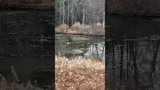 Ducks 🦆 - Rimple Loop Trail - Dallas,PA