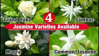 Rare Fragrant Arabian Jasmine- Jasmine Mogra - Grand Duke plants for sale..