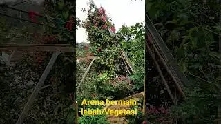 vegetasi lebah trigona