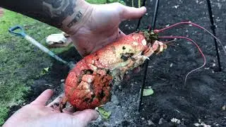 Digging up dinner in the garden