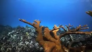 damaged coral reef