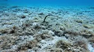 Dive With Me &ndash; This Strange Worm Lives Underwater! 🪱🌊