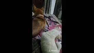 Doggo Sheru is live