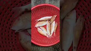 நவரை மீன்(Red Mullet) நீங்க சாப்பிட்டு இருக்கீங்களா சொல்லுங்க? #fish #sea #shotoniphone #trending