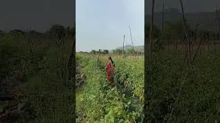 #Apfarmers🇮🇳🌾🧑🏻&zwj;🌾 #life #nature #flowers #village #andhra #tomatoes #recipe #love