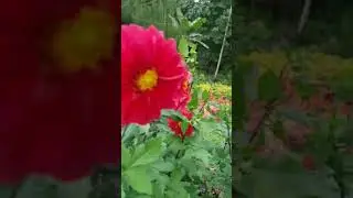 La Presa farm Zamboanga del Norte