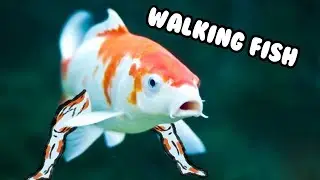Fish Sticks - Walking Fish Highlights