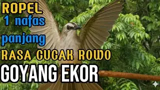Burung trucukan gacor ropel 1 nafas panjang volume cucak rowo