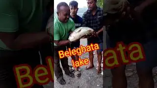 Big Fish Hunting in Beleghata lake#bigfish #fish #viralshort
