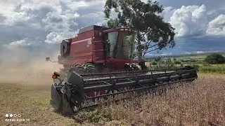 COMEÇOU A COLHEITA 22/23/// CASE 2388 BOTANDO PRESSÃO 💪💪