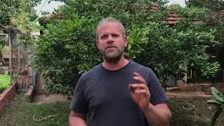 Dica r&aacute;pida de cultivo da PINHA ou fruta do conde!!