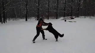 Ховаварт Фортуна - Hovawart Fortuna Lucky Live.  3 года и 4 месяца.