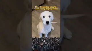 How I Imagine People React to My Dog&rsquo;s Photos&hellip; vs Reality! 😂🐶 #puppy  #goldenretriever