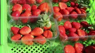 Strawberries from Egypt