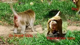 Second Leader REX monkey attacked LIZZY and others BUT LIZZY is so brave & prevented her baby LIZZA.