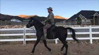 EZD's Smokin' Black Camaro - daughter of Rowdy Rawhide Singlefooter