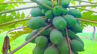 y first Vlog || Papaya flowering 💐 farming vlog #indianvlogger सपोर्ट करिए please 🙏 😢 
