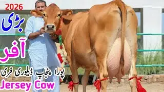 Khuram Dairy Farm | Jersey  cow And Australian cows | Top class cows | New Record 2026