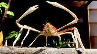 REALISTIC spider crab!!! Opening Japanese capsule toy(gashapon)