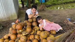 Thức Trắng Đêm Vì Đam Mê Mới Và Thu Hoạch Dừa Siêu khủng. || Ut Mini. 