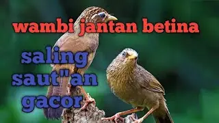 Wambi jantan betina gacor  cocok buat masteran mp3
