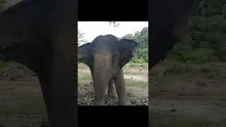 Ko Chang adasında fil besledim