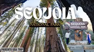 Exploring Sequoia National Forest 🌲 | Giant Trees of California | USA Telugu Travel Vlog
