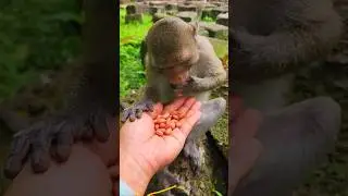 Adorable Feeding Monkey Eating Peanuts