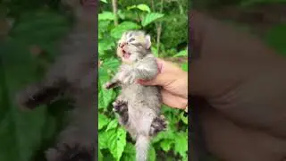 Sound kitten so cute 😍😍 #cat #kitten #catlovers #funny
