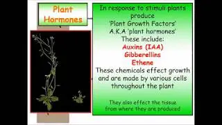 GCSE plant hormones