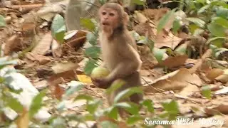 Stump tail Baloo and New abandoned Eating mango by scary of member Sovanna