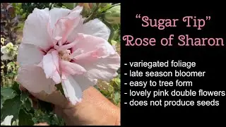 &ldquo;Sugar Tip&rdquo; Rose of Sharon&hellip;easy to tree form, variegated, no seed & has darling pink blooms!