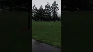 #Thirroul #rain ##beautifulrainyday #beautifulrain #rainymorning
