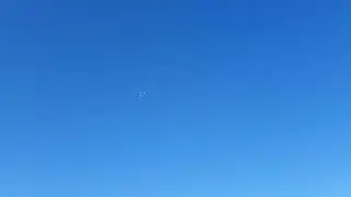 Gekranzelte Wiener Hochflugtauben Alttaubenstich 2023