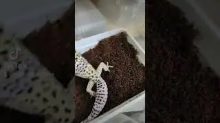 Deposiz Geco Leopardino