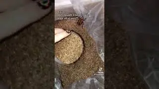 3 Billion Roach Eggs