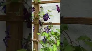 Tips for growing Clematis! #clematis #flowers #shorts