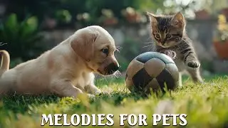 Gentle Music For Pets - Adorable Pets Moments - Sinking Deep Into Sleep ❤️