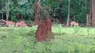 Goa Deer Forest | Forest View | Beauty of Nature