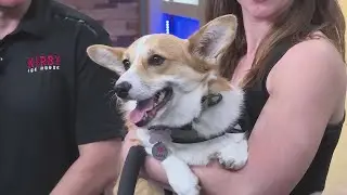 Corgi Race at Kirby Ice House