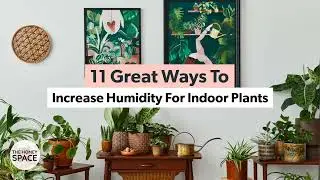 11 Ways To Increase Humidity For Indoor Plants