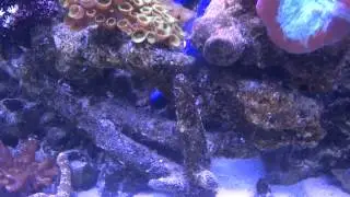 Reef Geek Marine #33 on  5-7-12