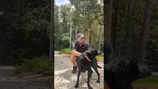 #dog #doggo #bestjobever